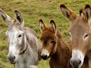 donkeys-218069_960_720