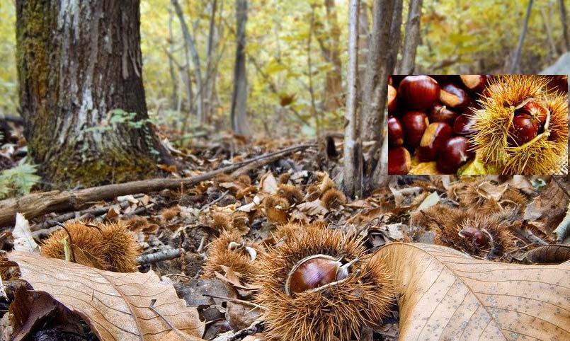 Πρωτοφανής η έλλειψη καστανοπαραγωγής στο Βόιο λόγω καύσωνα και επιδρομών αρκούδων και αγριογούρουνων… 99% οι απώλειες στην παραγωγή!!!