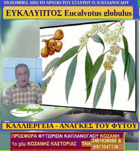 eykalyptos