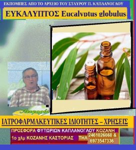 Eykalyptos