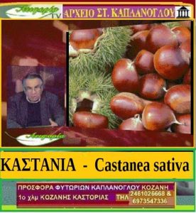 kastania