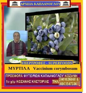 myrtilo-
