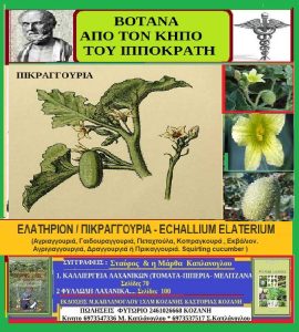 pikraggoyria-