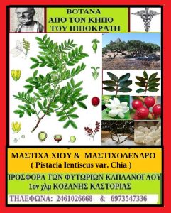 mastixa