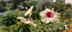 Ο Ιβίσκος που διδάσκει και αντιστέκεται… 20251001_115156 (1)