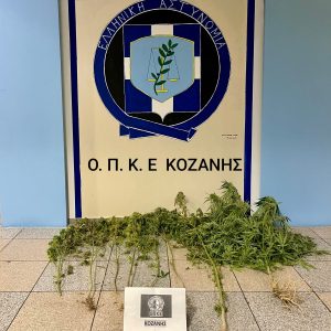 Συνελήφθη 52χρονος ημεδαπός, για καλλιέργεια δενδρυλλίων κάνναβης, σε περιοχή της Κοζάνης. Κατασχέθηκαν -7- δενδρύλλια και κλαδί κάνναβης fot