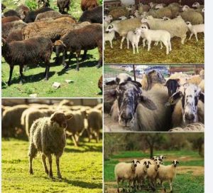 Σαρακατσάνικα, Καλαρρύτικα, Φλώρινας και Χιώτικα: οι αυθεντικές ελληνικές φυλές που δίνουν ανθεκτικά και ποιοτικά κοπάδια probata-arnia-katsikia-