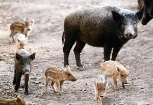 agriogoyroyna agrioxoiroi