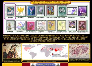 Κρόκος Κοζάνης: Παγκόσμιο ενδιαφέρον του φυτού που στην Ελλάδα καλλιεργείται κατ' αποκλειστικότητα στην Κοζανίτικη γη krokos