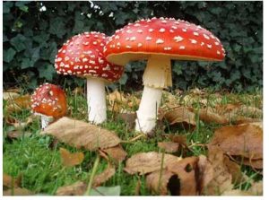 ΜΑΝΙΤΑΡΙ...ΕΝΑΣ "ΜΥΘΟΣ", ΑΠΟΛΥΤΑ ΑΠΤΟΣ. manitaria