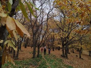 Ο Σύλλογος Ελλήνων Ορειβατών (Σ.Ε.Ο.) Κοζάνης διοργανώνει την Κυριακή 23.11.2025 εξόρμηση στον Κάτω Όλυμπο seo