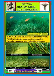 Θαλλάσια φύκη: η χρήση από τον Ιπποκράτη, για την πρόληψη και τη θεραπεία ασθενειών. Μάρθα Στ. Καπλανογλου fyki