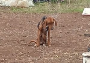 Στα Δικαστήρια της Κοζάνης ο κυνηγός για κακοποίηση κυνηγόσκυλων, την Πέμπτη 11 Δεκέμβρη skylos kakopoihmenos